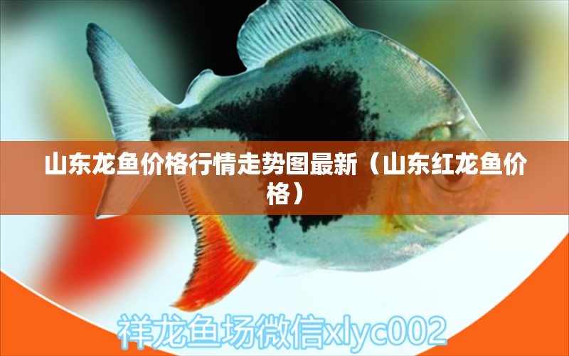 山東龍魚價(jià)格行情走勢(shì)圖最新（山東紅龍魚價(jià)格）