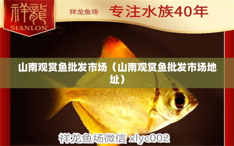 山南觀賞魚(yú)批發(fā)市場(chǎng)（山南觀賞魚(yú)批發(fā)市場(chǎng)地址） 觀賞魚(yú)批發(fā)