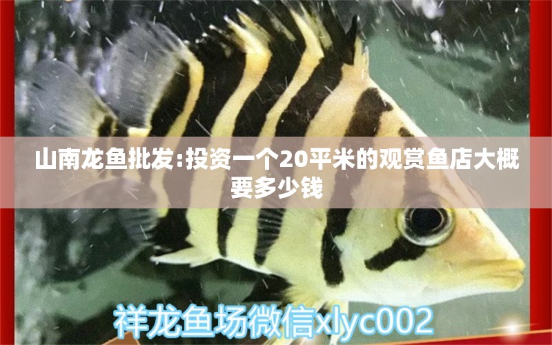 山南龍魚批發(fā):投資一個(gè)20平米的觀賞魚店大概要多少錢