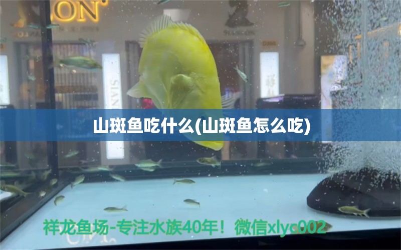 山斑魚吃什么(山斑魚怎么吃) 福滿鉆魚