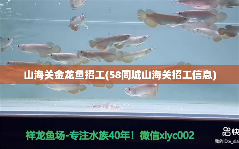 山海關金龍魚招工(58同城山海關招工信息) 紅老虎魚