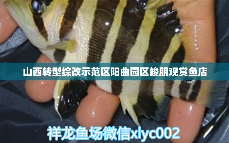 山西轉型綜改示范區(qū)陽曲園區(qū)峻朋觀賞魚店 全國水族館企業(yè)名錄