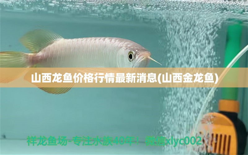 山西龍魚價(jià)格行情最新消息(山西金龍魚) 狗仔招財(cái)貓魚