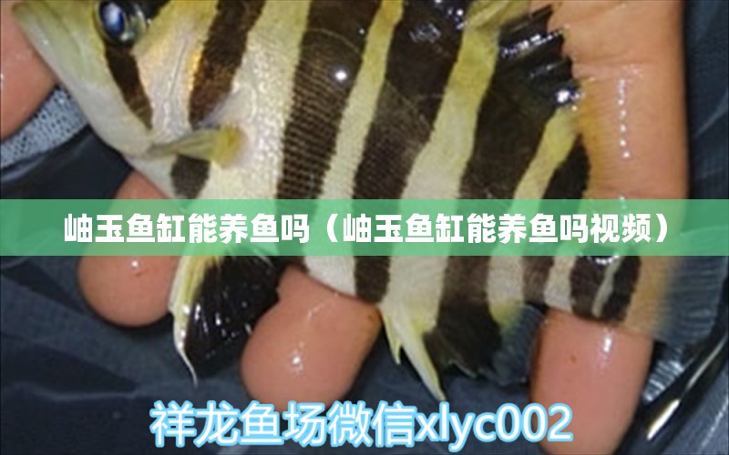 岫玉魚缸能養(yǎng)魚嗎（岫玉魚缸能養(yǎng)魚嗎視頻）