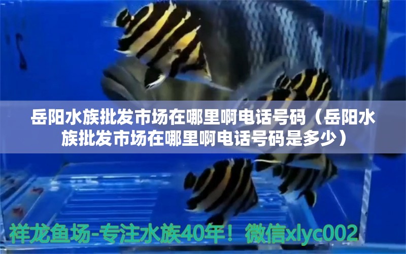 岳陽水族批發(fā)市場在哪里啊電話號碼（岳陽水族批發(fā)市場在哪里啊電話號碼是多少）