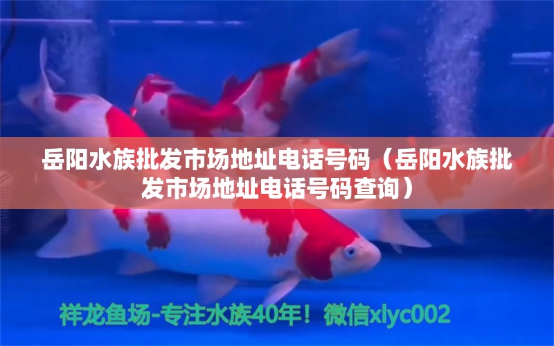 岳陽水族批發(fā)市場(chǎng)地址電話號(hào)碼（岳陽水族批發(fā)市場(chǎng)地址電話號(hào)碼查詢）