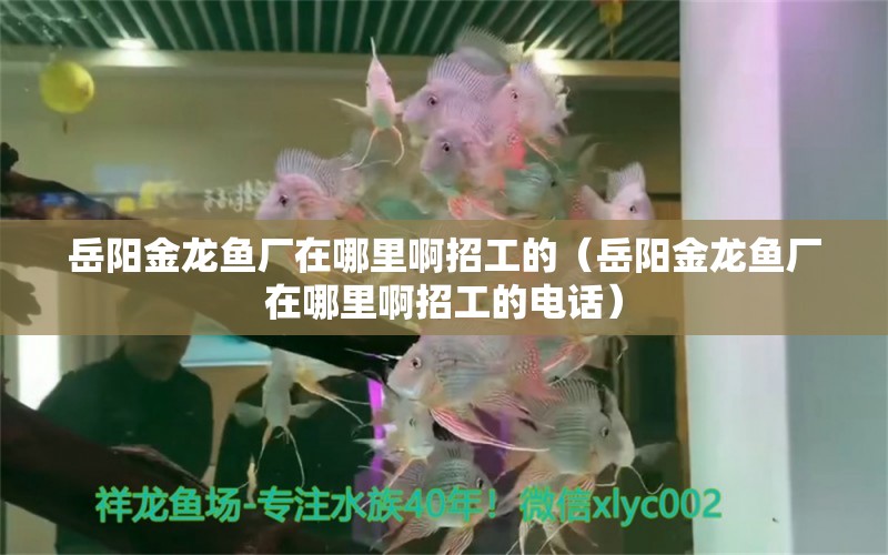 岳陽金龍魚廠在哪里啊招工的（岳陽金龍魚廠在哪里啊招工的電話） 觀賞魚水族批發(fā)市場