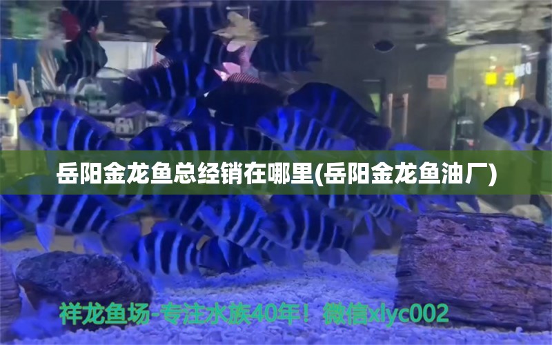 岳陽金龍魚總經(jīng)銷在哪里(岳陽金龍魚油廠) ?；?異型虎魚/純色虎魚