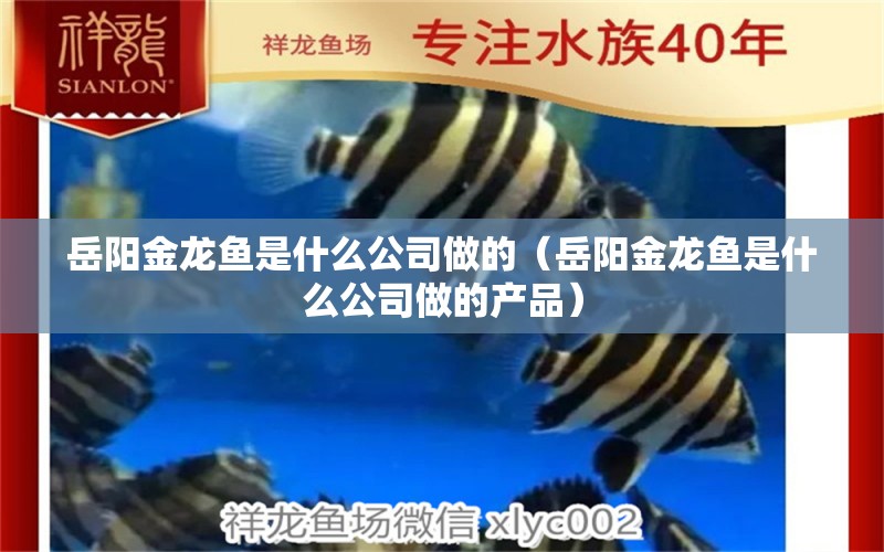 岳陽金龍魚是什么公司做的（岳陽金龍魚是什么公司做的產品）