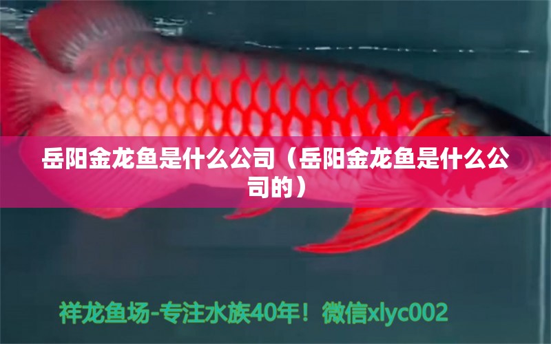 岳陽金龍魚是什么公司（岳陽金龍魚是什么公司的）