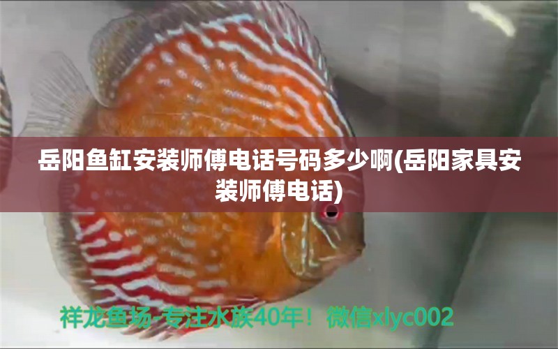 岳陽魚缸安裝師傅電話號碼多少啊(岳陽家具安裝師傅電話) 細線銀版魚