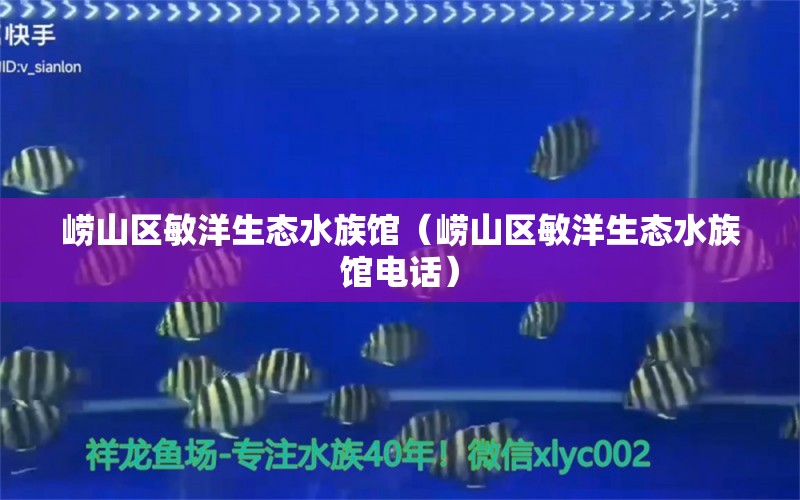 嶗山區(qū)敏洋生態(tài)水族館（嶗山區(qū)敏洋生態(tài)水族館電話） 全國水族館企業(yè)名錄