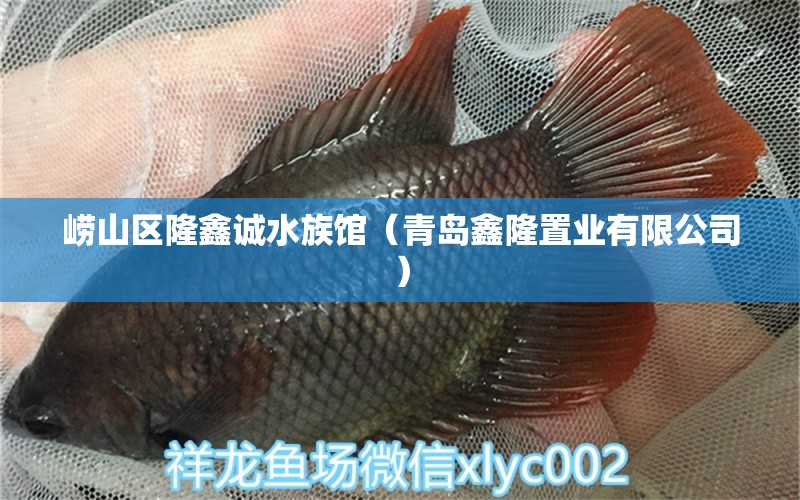 嶗山區(qū)隆鑫誠水族館（青島鑫隆置業(yè)有限公司）