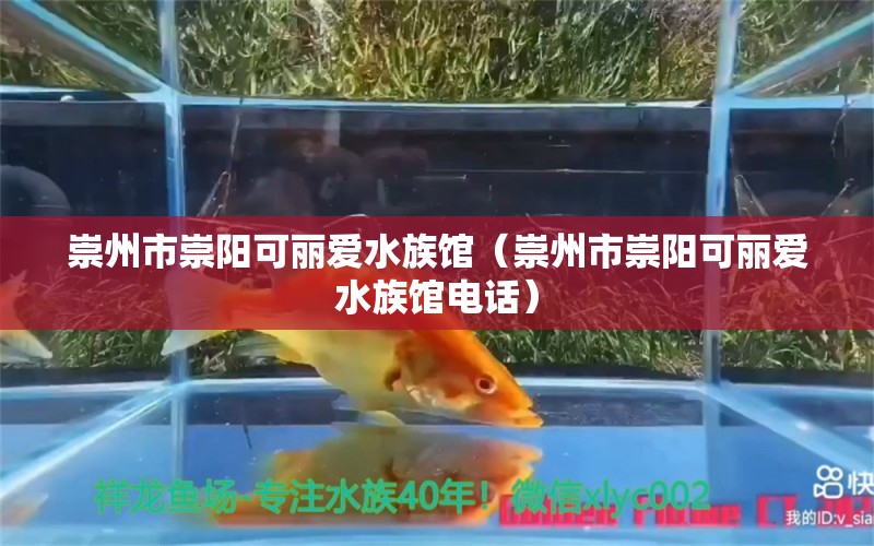 崇州市崇陽可麗愛水族館（崇州市崇陽可麗愛水族館電話） 全國水族館企業(yè)名錄