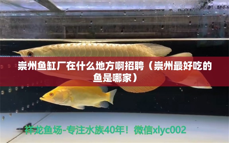 崇州魚缸廠在什么地方啊招聘（崇州最好吃的魚是哪家） 白條過背金龍魚