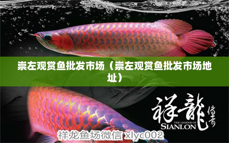 崇左觀賞魚批發(fā)市場(chǎng)（崇左觀賞魚批發(fā)市場(chǎng)地址）