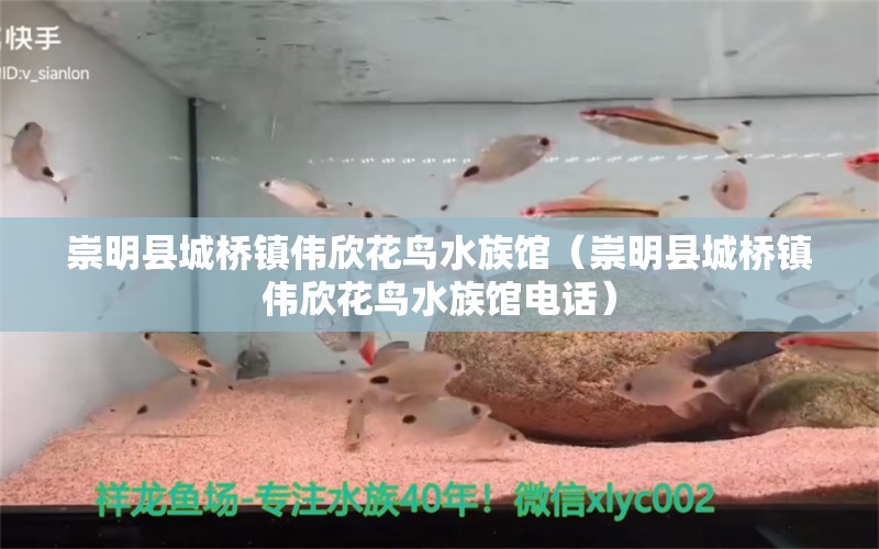 崇明縣城橋鎮(zhèn)偉欣花鳥水族館（崇明縣城橋鎮(zhèn)偉欣花鳥水族館電話） 全國(guó)水族館企業(yè)名錄