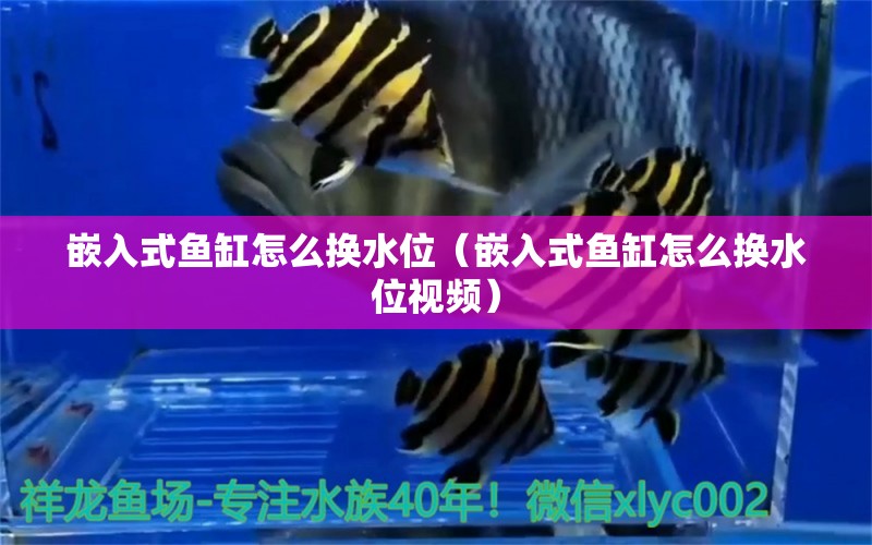 嵌入式魚(yú)缸怎么換水位（嵌入式魚(yú)缸怎么換水位視頻） 白子銀龍苗（黃化銀龍苗）