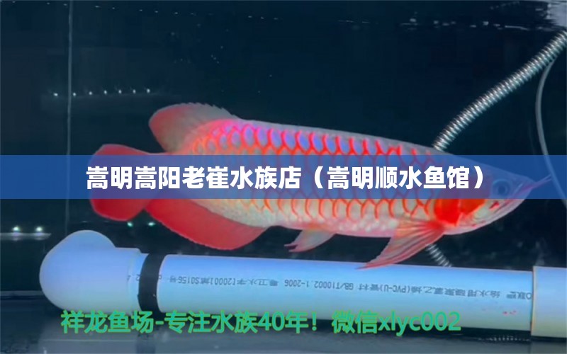 嵩明嵩陽(yáng)老崔水族店（嵩明順?biāo)~(yú)館）