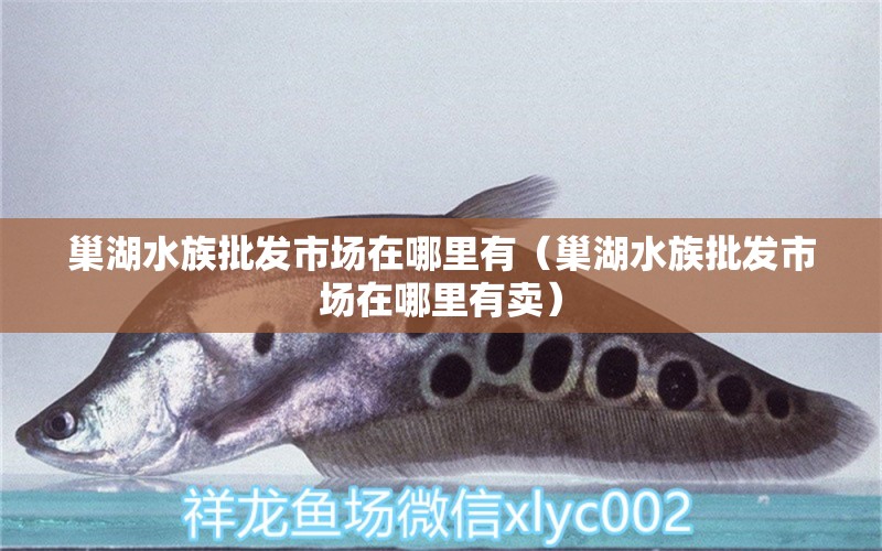 巢湖水族批發(fā)市場在哪里有（巢湖水族批發(fā)市場在哪里有賣） 觀賞魚水族批發(fā)市場