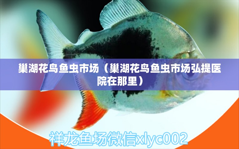 巢湖花鳥(niǎo)魚(yú)蟲(chóng)市場(chǎng)（巢湖花鳥(niǎo)魚(yú)蟲(chóng)市場(chǎng)弘提醫(yī)院在那里）