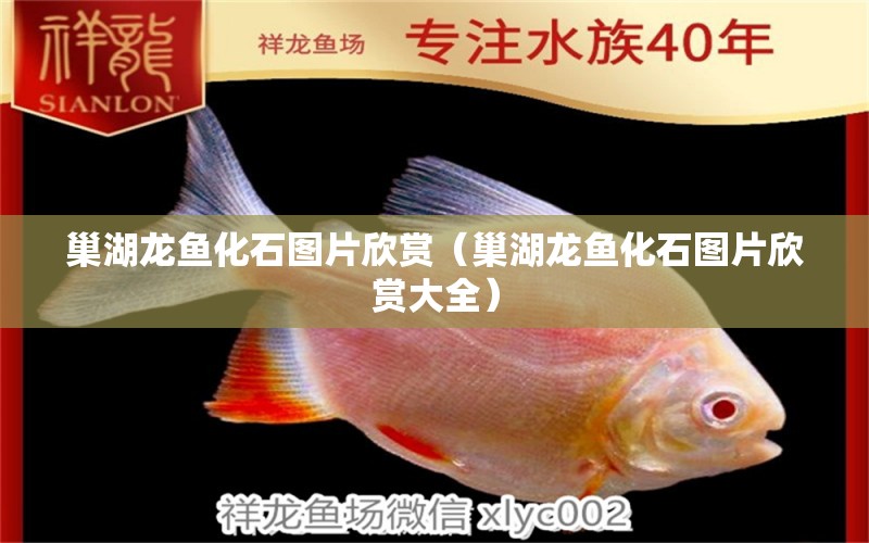 巢湖龍魚化石圖片欣賞（巢湖龍魚化石圖片欣賞大全） 短身紅龍魚