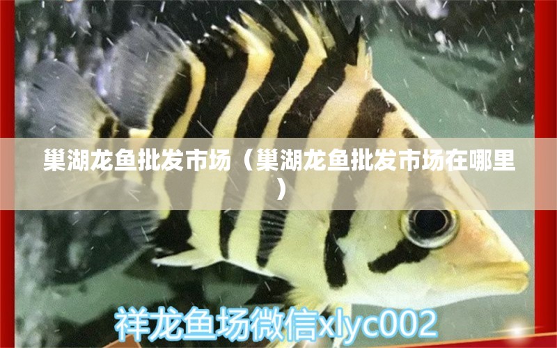 巢湖龍魚批發(fā)市場（巢湖龍魚批發(fā)市場在哪里）