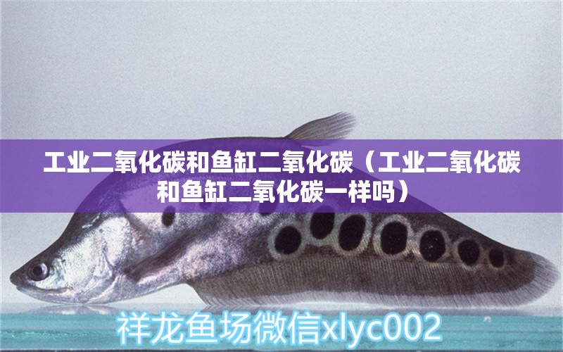 工業(yè)二氧化碳和魚缸二氧化碳（工業(yè)二氧化碳和魚缸二氧化碳一樣嗎） 二氧化碳設(shè)備