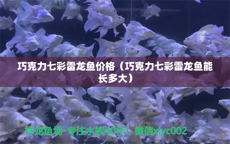 巧克力七彩雷龍魚價格（巧克力七彩雷龍魚能長多大） 廣州龍魚批發(fā)市場