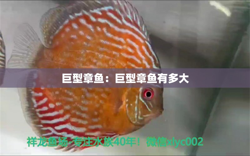 巨型章魚：巨型章魚有多大 眼斑魚