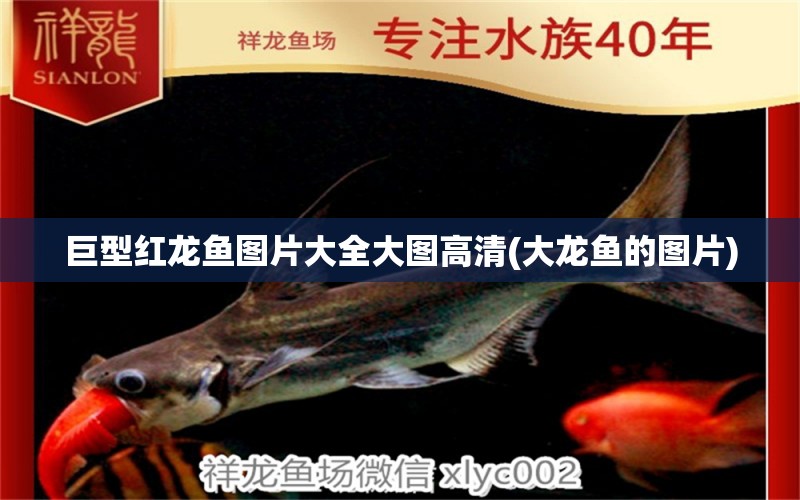 巨型紅龍魚圖片大全大圖高清(大龍魚的圖片) 白子銀版魚苗