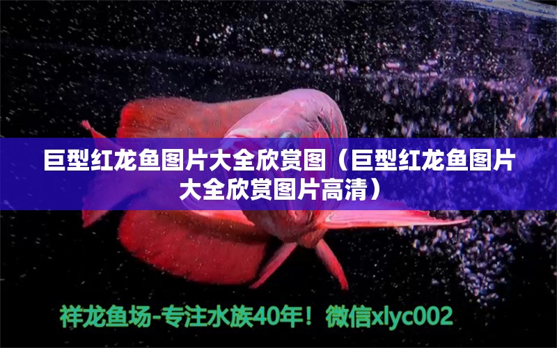 巨型紅龍魚圖片大全欣賞圖（巨型紅龍魚圖片大全欣賞圖片高清）