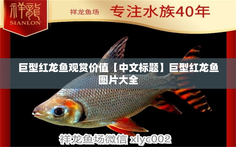 巨型紅龍魚觀賞價(jià)值【中文標(biāo)題】巨型紅龍魚圖片大全