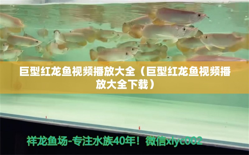 巨型紅龍魚視頻播放大全（巨型紅龍魚視頻播放大全下載）