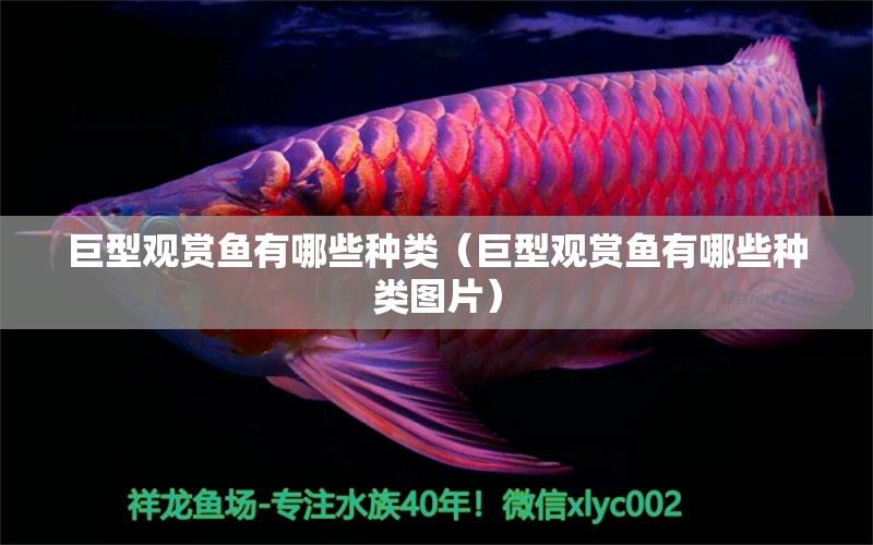 巨型觀賞魚有哪些種類（巨型觀賞魚有哪些種類圖片）