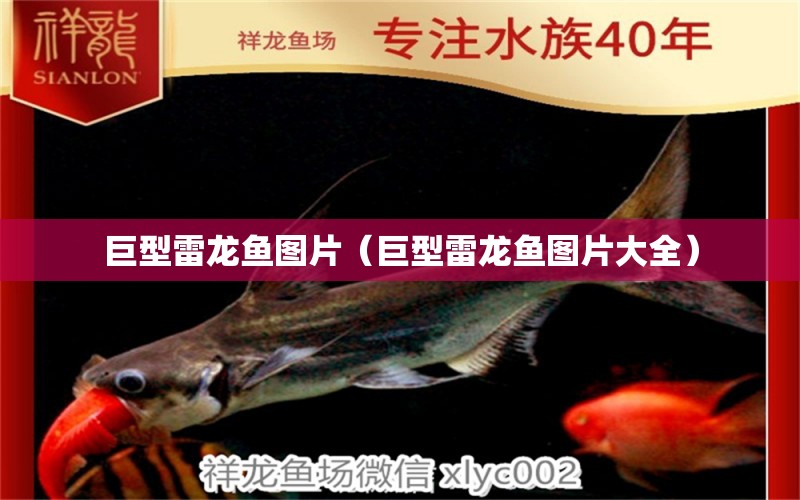 巨型雷龍魚圖片（巨型雷龍魚圖片大全）