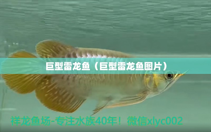 巨型雷龍魚（巨型雷龍魚圖片）