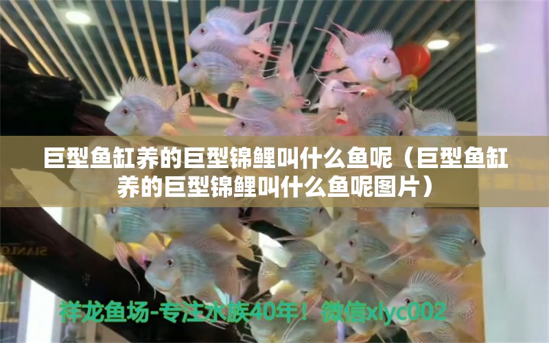 巨型魚缸養(yǎng)的巨型錦鯉叫什么魚呢（巨型魚缸養(yǎng)的巨型錦鯉叫什么魚呢圖片）