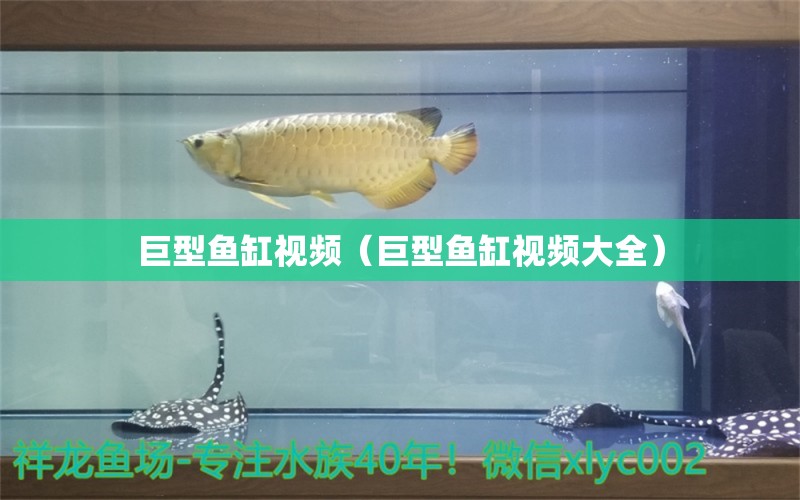 巨型魚缸視頻（巨型魚缸視頻大全）