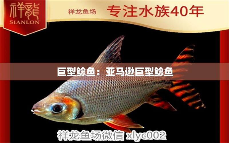 巨型鯰魚(yú)：亞馬遜巨型鯰魚(yú)