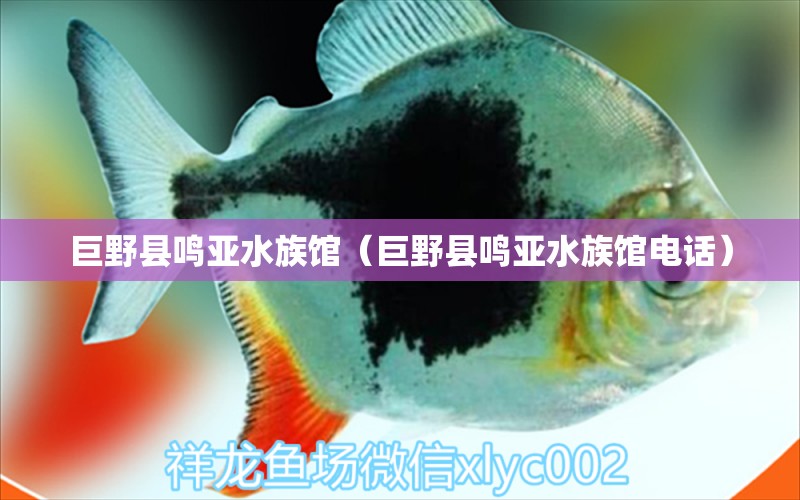 巨野縣鳴亞水族館（巨野縣鳴亞水族館電話） 全國水族館企業(yè)名錄