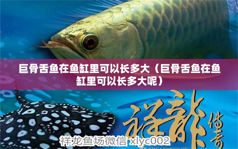 巨骨舌魚在魚缸里可以長多大（巨骨舌魚在魚缸里可以長多大呢）