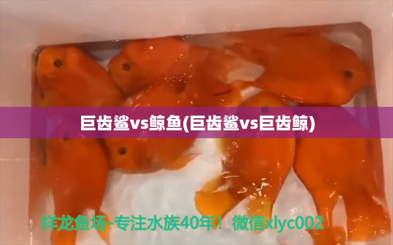 巨齒鯊vs鯨魚(巨齒鯊vs巨齒鯨)