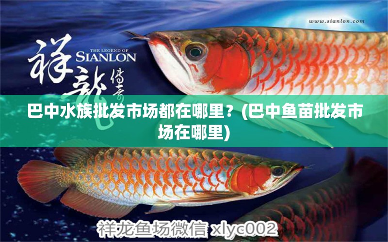 巴中水族批發(fā)市場都在哪里？(巴中魚苗批發(fā)市場在哪里) 觀賞魚水族批發(fā)市場