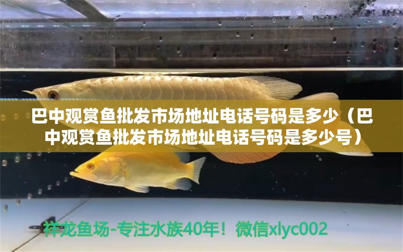 巴中觀賞魚批發(fā)市場地址電話號碼是多少（巴中觀賞魚批發(fā)市場地址電話號碼是多少號）