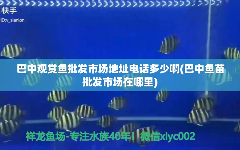 巴中觀賞魚批發(fā)市場地址電話多少啊(巴中魚苗批發(fā)市場在哪里) 觀賞魚批發(fā)