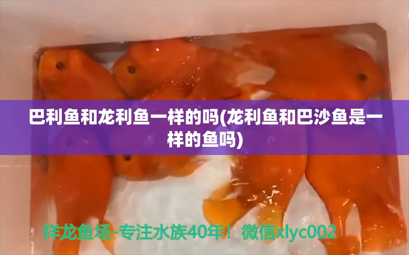 巴利魚和龍利魚一樣的嗎(龍利魚和巴沙魚是一樣的魚嗎) 奈及利亞紅圓點狗頭