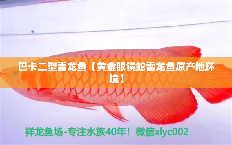 巴卡二型雷龍魚【黃金眼鏡蛇雷龍魚原產(chǎn)地環(huán)境】 黃金眼鏡蛇雷龍魚