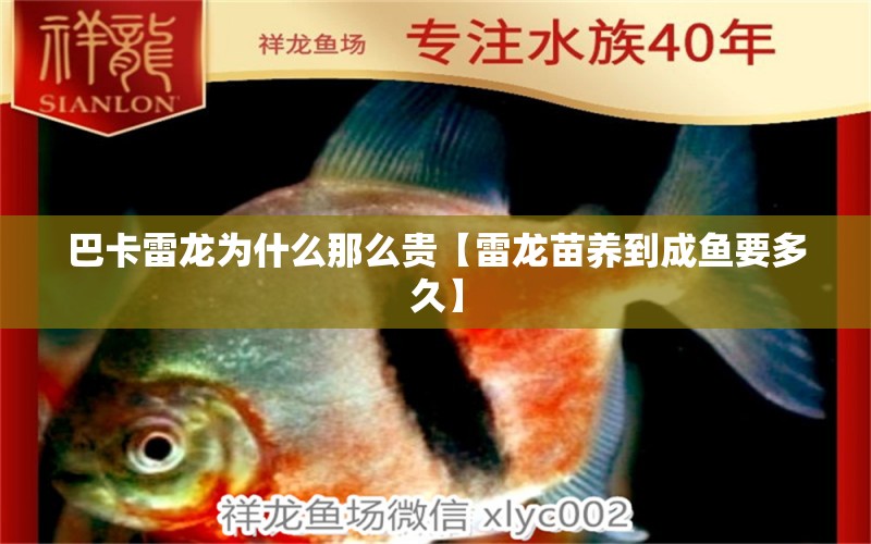 巴卡雷龍為什么那么貴【雷龍苗養(yǎng)到成魚(yú)要多久】 巴卡雷龍魚(yú)