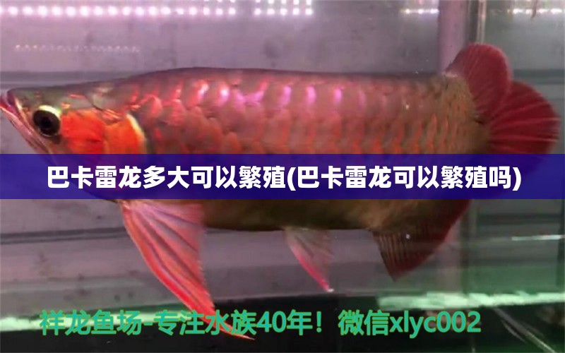 巴卡雷龍多大可以繁殖(巴卡雷龍可以繁殖嗎) 巴卡雷龍魚